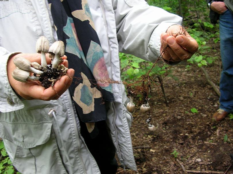 Coprinopsis strossmayeri (Schulzer) Redhead et al.